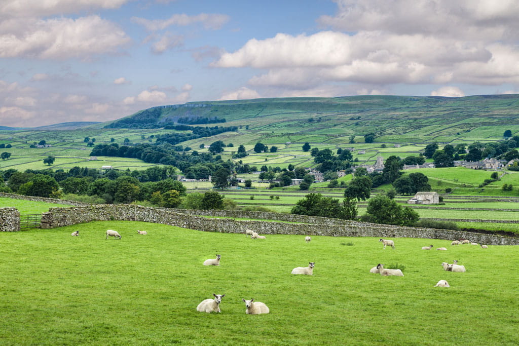 Great Yorkshire Show 2018